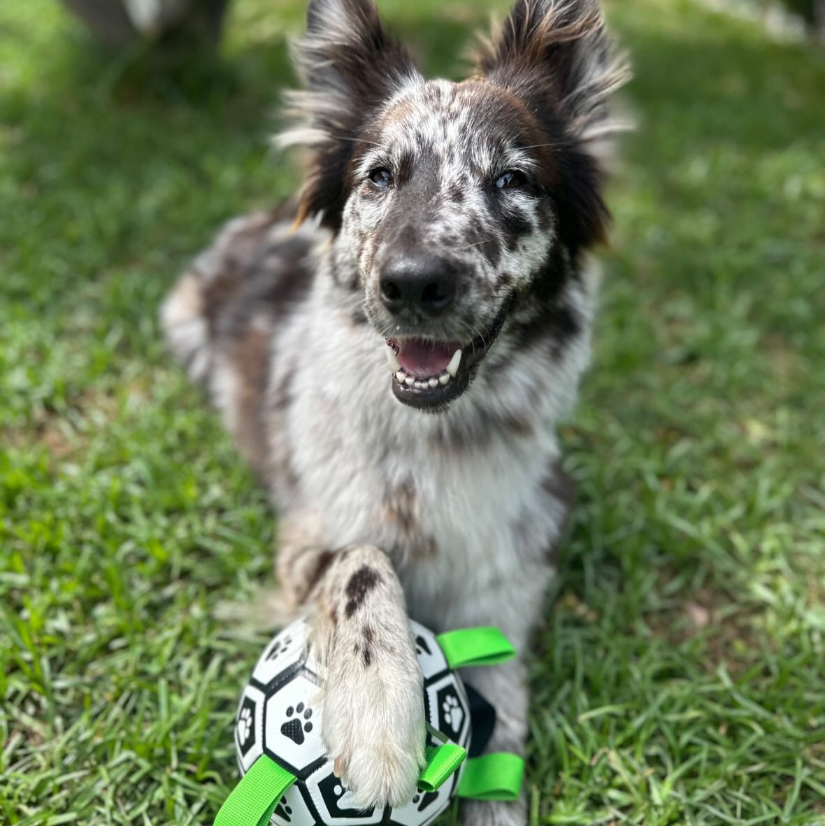 Puppalo™ GripBall - Gioco per cani super resistente