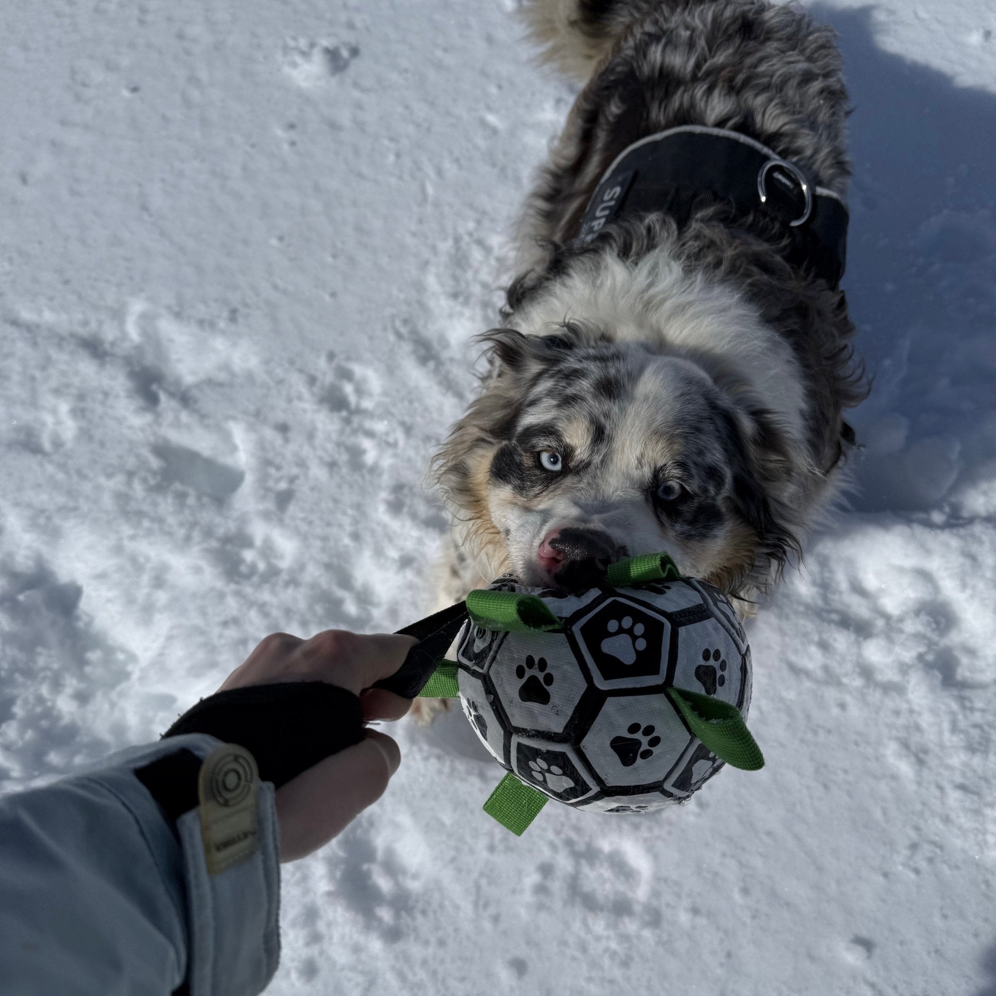 Puppalo™ GripBall   -                                     La soluzione per cani distruttori